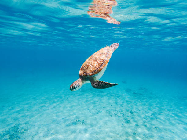 Caribbean Turtle