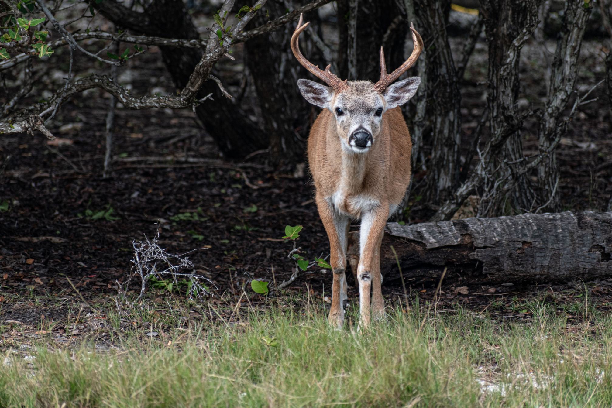 A Key Deer looks at the camera