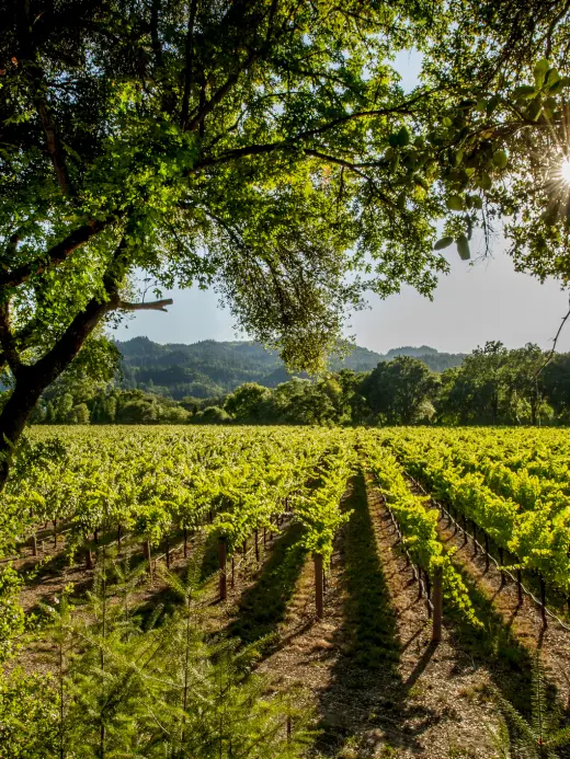 California Wine Country